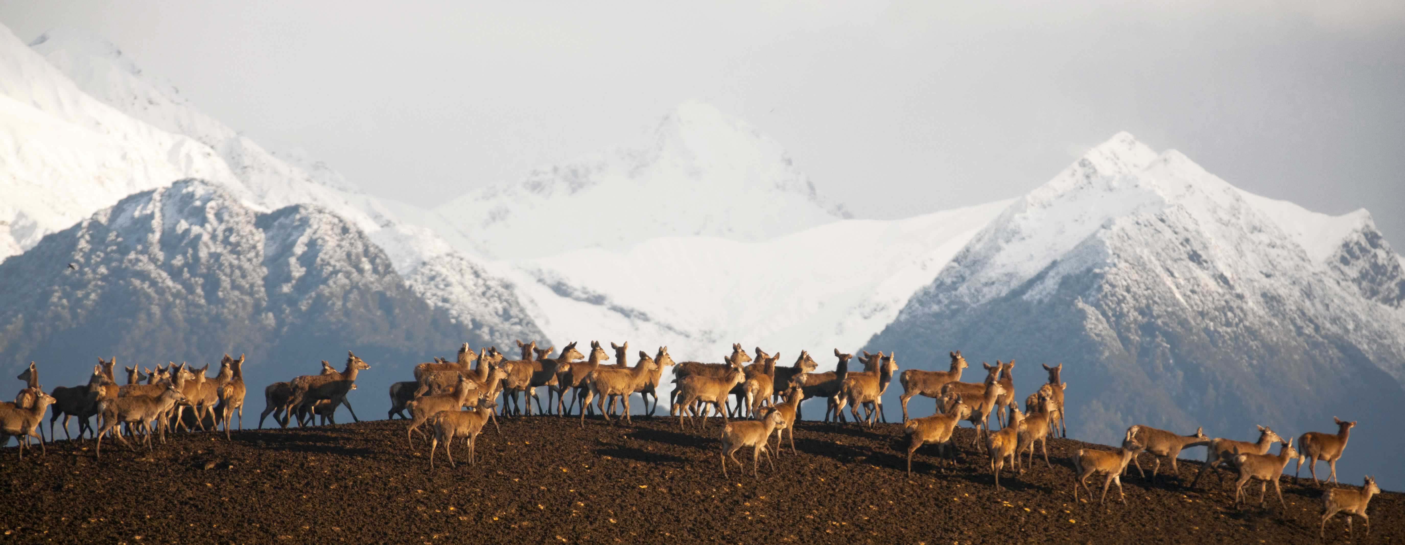 Fiordland Deer